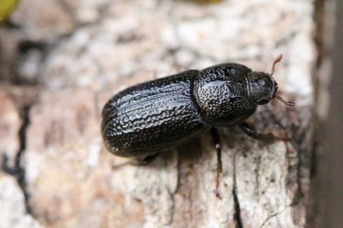 Réf. 284 335 : Sinodendron cylindricum